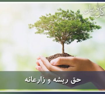 حق ریشه یا زارعانه